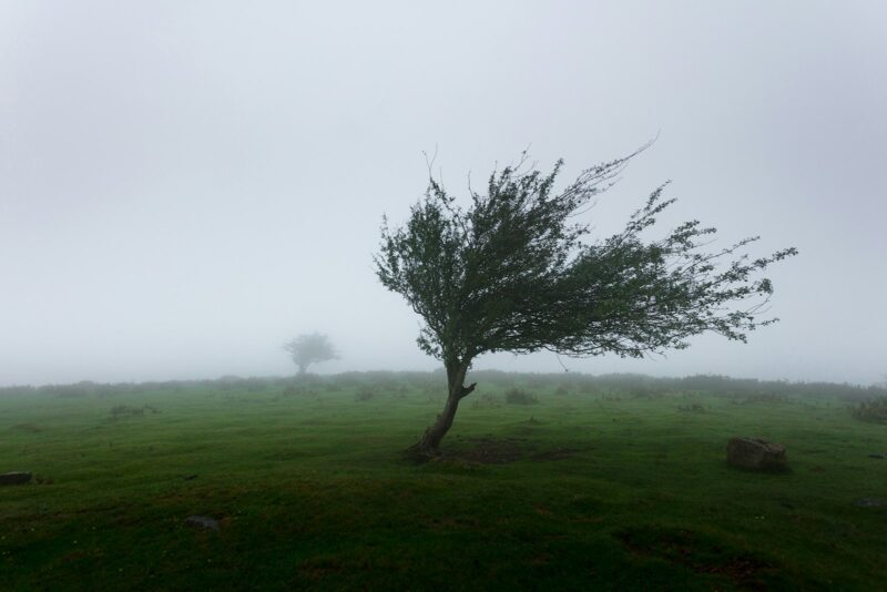 Herfststorm en volle bomen: zo voorkom je schade aan je huis en tuin Boom met herfstblad die buigt in de wind naast een woning